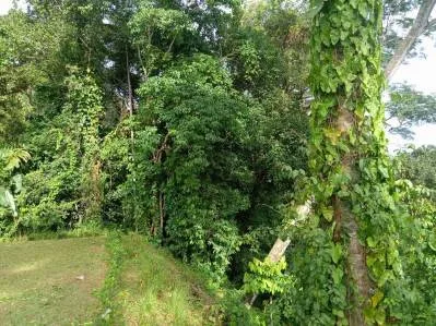 Terreno con vista al mar a solo 4 minutos de la cascada El Pavón, photo 10