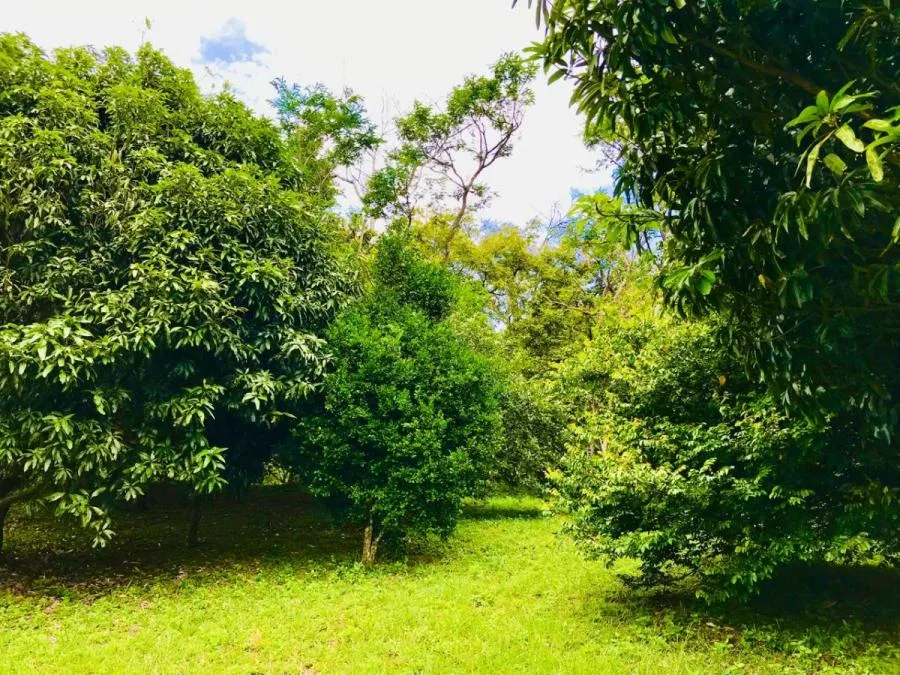 Venta de Terreno para una casa de ensueño (AC MLS#26-1024) - Venta en Colón, photo 12