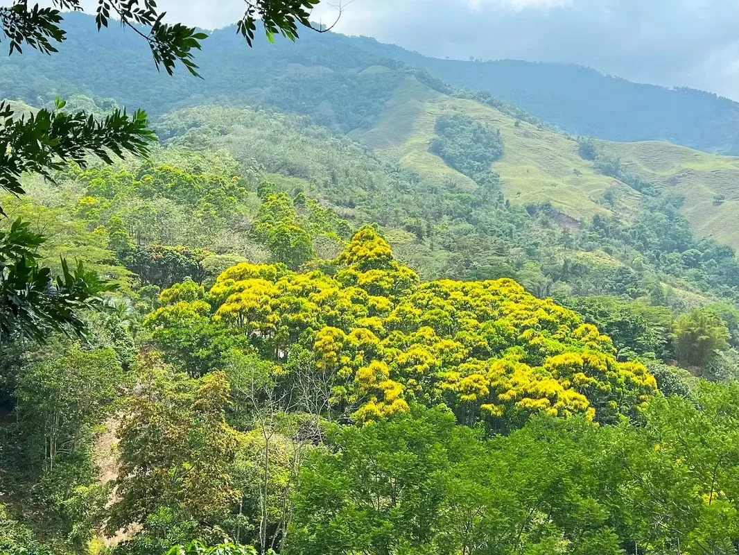 Nestled among the lush hillsides, just an hour’s scenic drive along paved roads from the vibrant hub of Ciudad Colone, lies Finca Antonio – a haven of natural beauty and sustainable ..., photo 2