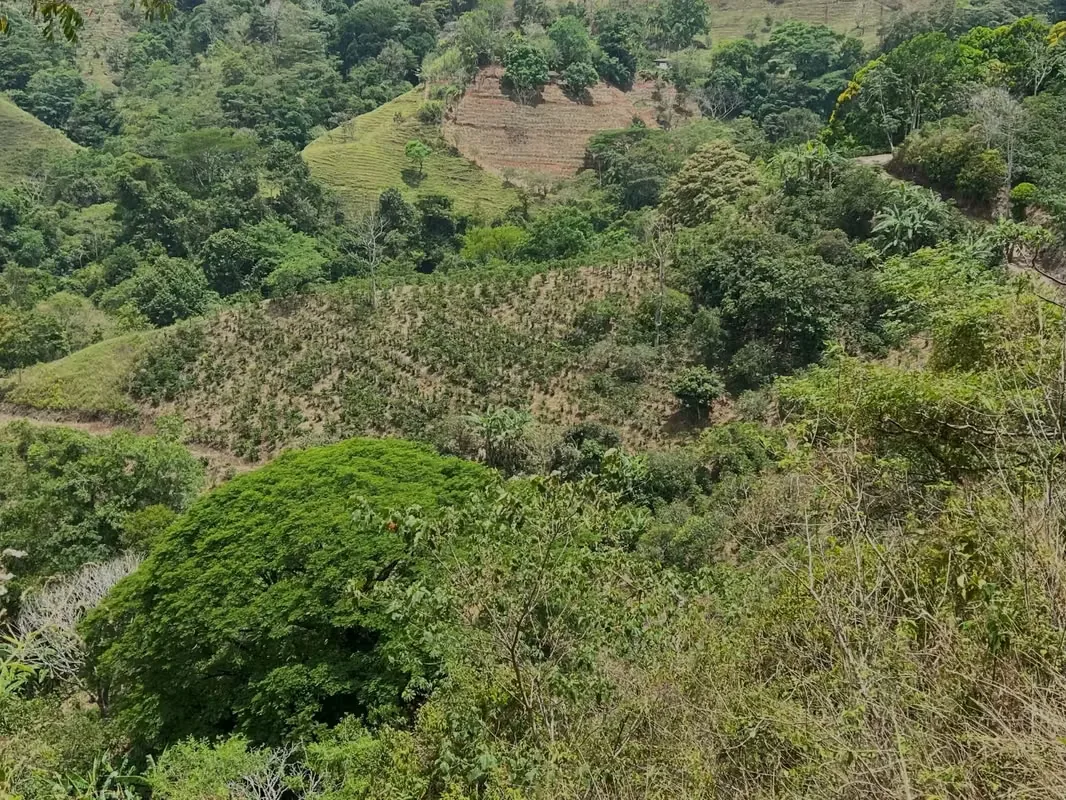 Nestled among the lush hillsides, just an hour’s scenic drive along paved roads from the vibrant hub of Ciudad Colone, lies Finca Antonio – a haven of natural beauty and sustainable ..., photo 11