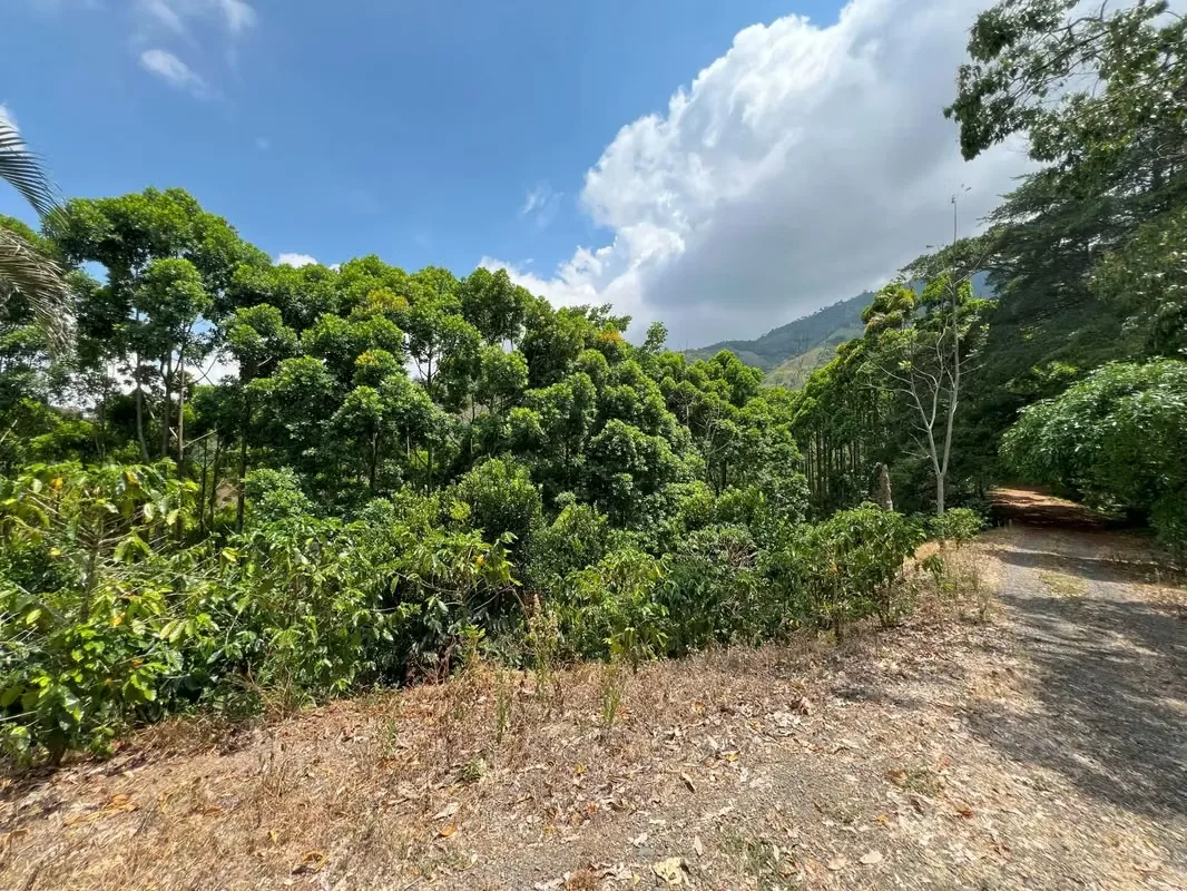 Nestled among the lush hillsides, just an hour’s scenic drive along paved roads from the vibrant hub of Ciudad Colone, lies Finca Antonio – a haven of natural beauty and sustainable ..., photo 14