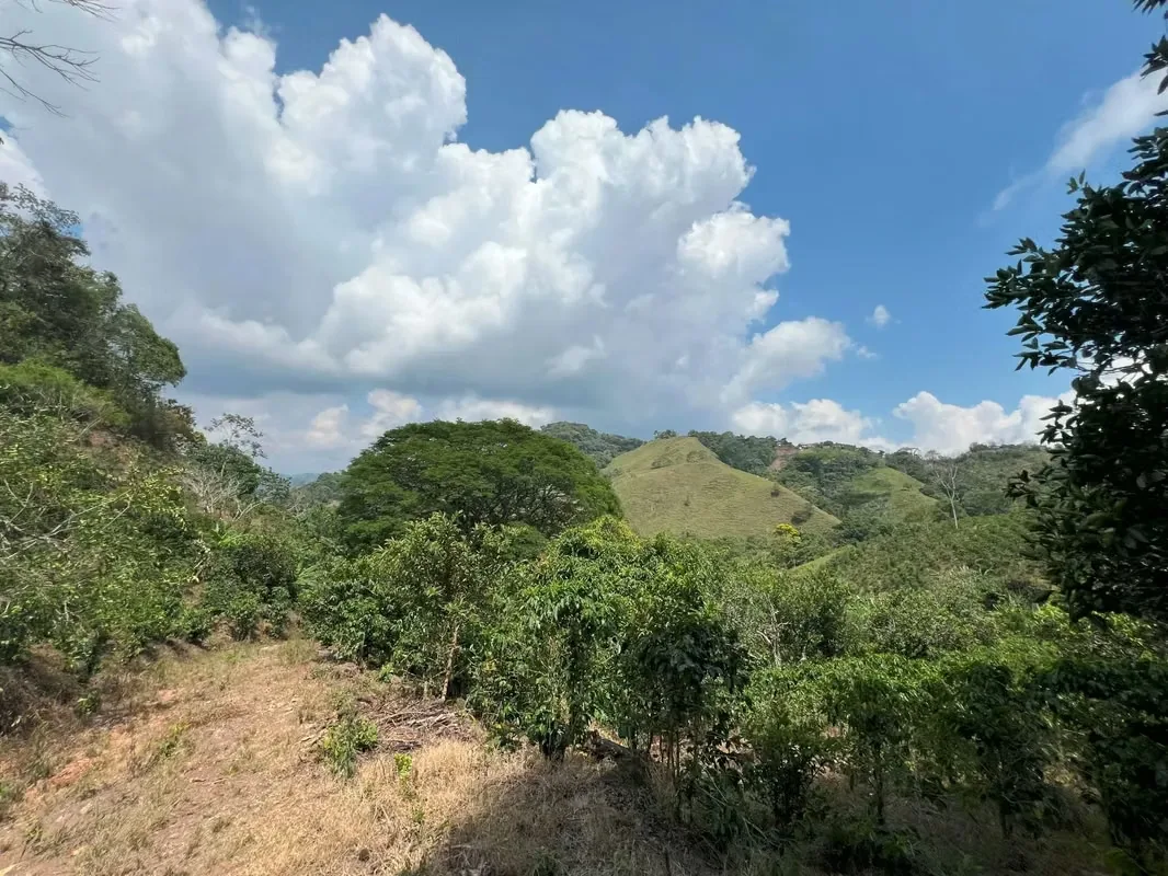 Nestled among the lush hillsides, just an hour’s scenic drive along paved roads from the vibrant hub of Ciudad Colone, lies Finca Antonio – a haven of natural beauty and sustainable ..., photo 16