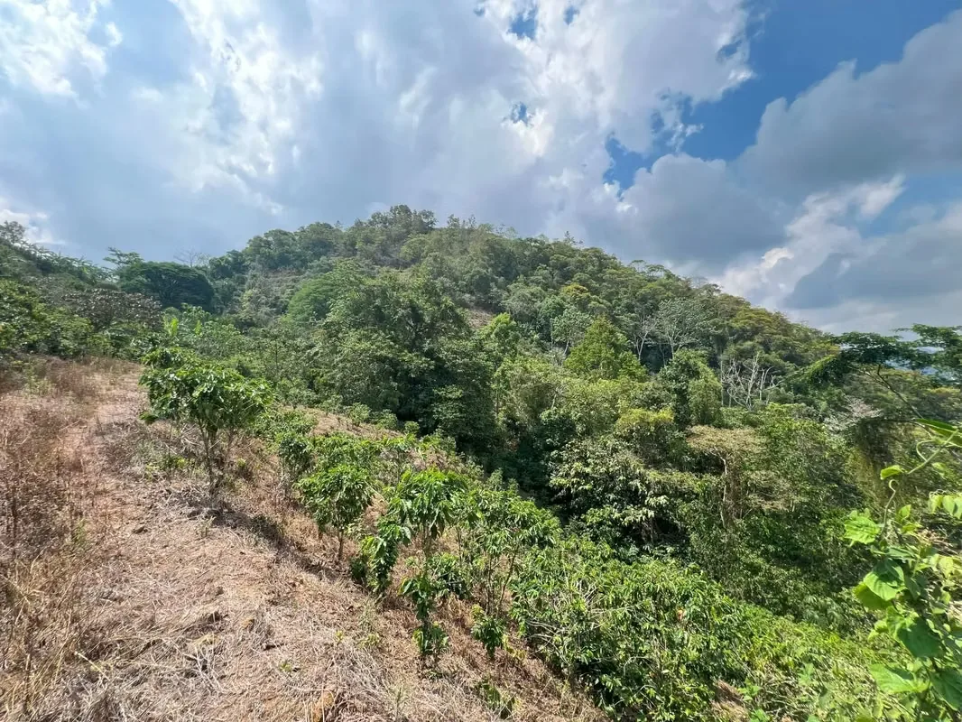 Nestled among the lush hillsides, just an hour’s scenic drive along paved roads from the vibrant hub of Ciudad Colone, lies Finca Antonio – a haven of natural beauty and sustainable ..., photo 7