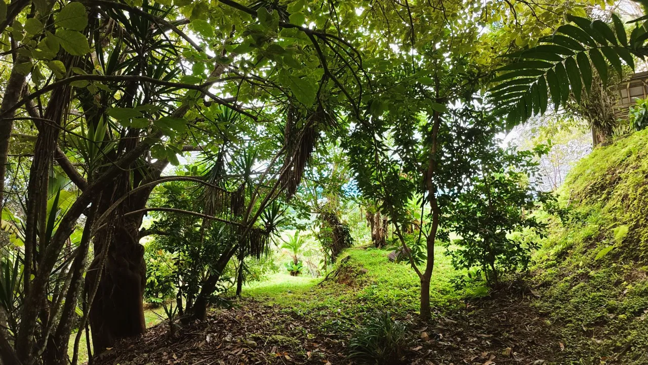 Spacious Lot For Sale With Beautiful Views And Private Spring Water In The Center Of La Palma, photo 11