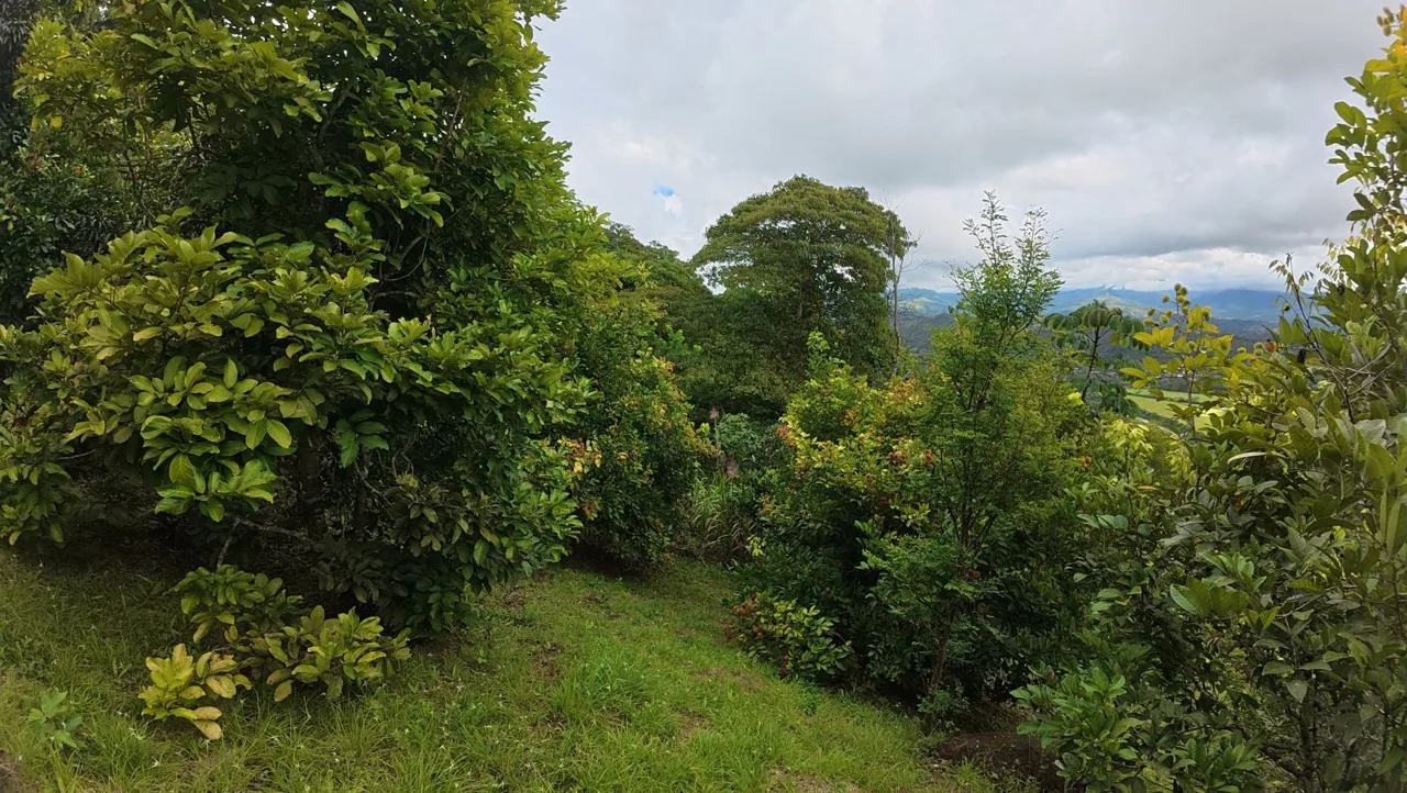 Spacious Lot For Sale With Beautiful Views And Private Spring Water In The Center Of La Palma, photo 13