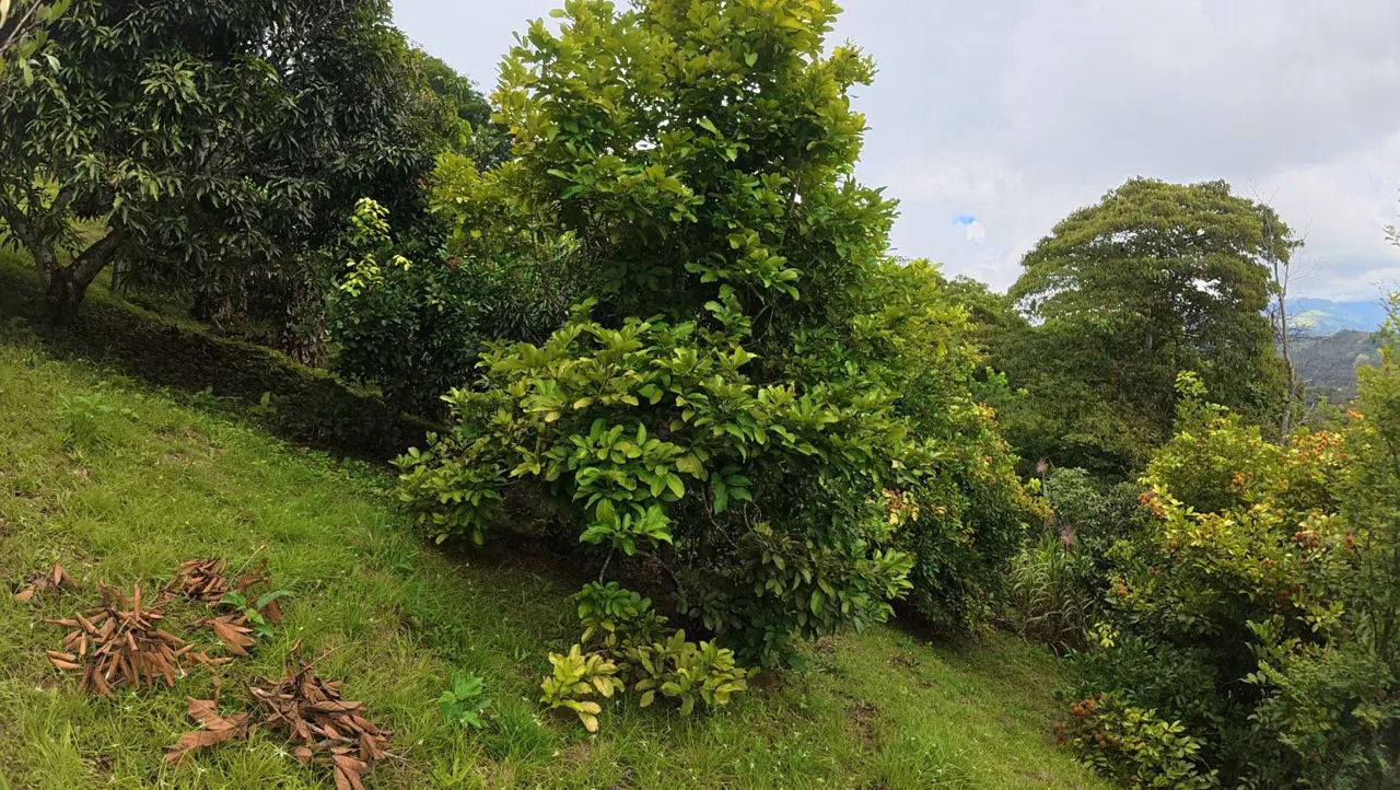 Spacious Lot For Sale With Beautiful Views And Private Spring Water In The Center Of La Palma, photo 14