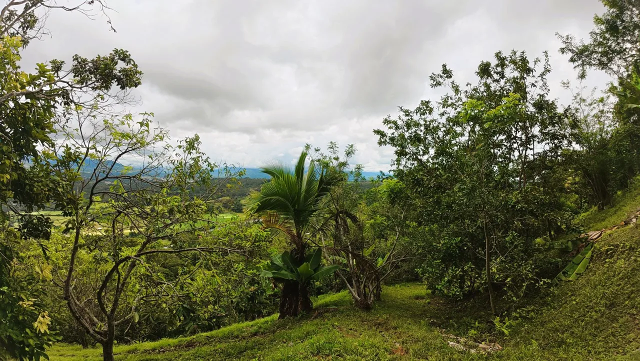 Spacious Lot For Sale With Beautiful Views And Private Spring Water In The Center Of La Palma, photo 15