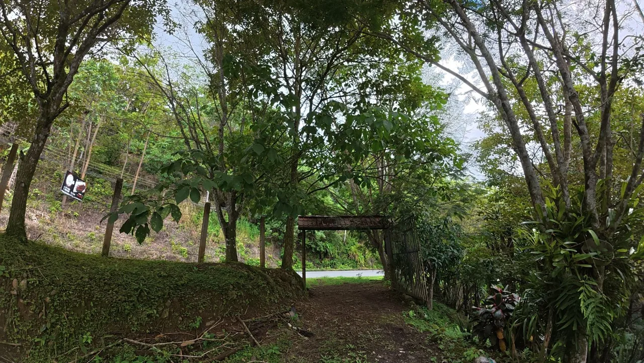 Spacious Lot For Sale With Beautiful Views And Private Spring Water In The Center Of La Palma, photo 10