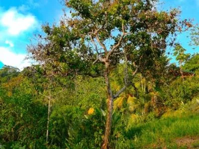 For Sale: Prime 8,438 m² (2-Acre) Land in Playa Hermosa, Uvita – Just Minutes from the Beach, photo 7