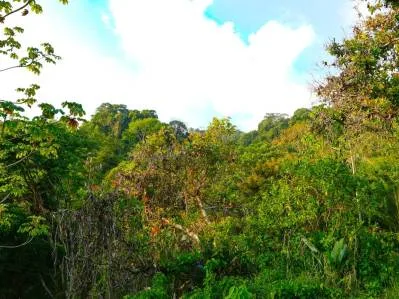 For Sale: Prime 8,438 m² (2-Acre) Land in Playa Hermosa, Uvita – Just Minutes from the Beach, photo 8