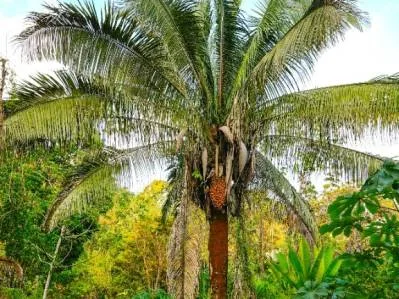 For Sale: Prime 8,438 m² (2-Acre) Land in Playa Hermosa, Uvita – Just Minutes from the Beach, photo 9