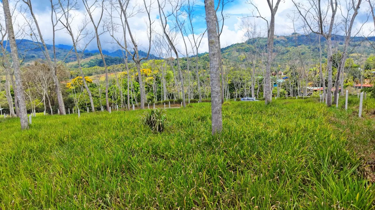 For Sale: One of 3 Premium Lots in Santa Rosa, Perez Zeledon – Don’t Miss Out, photo 13