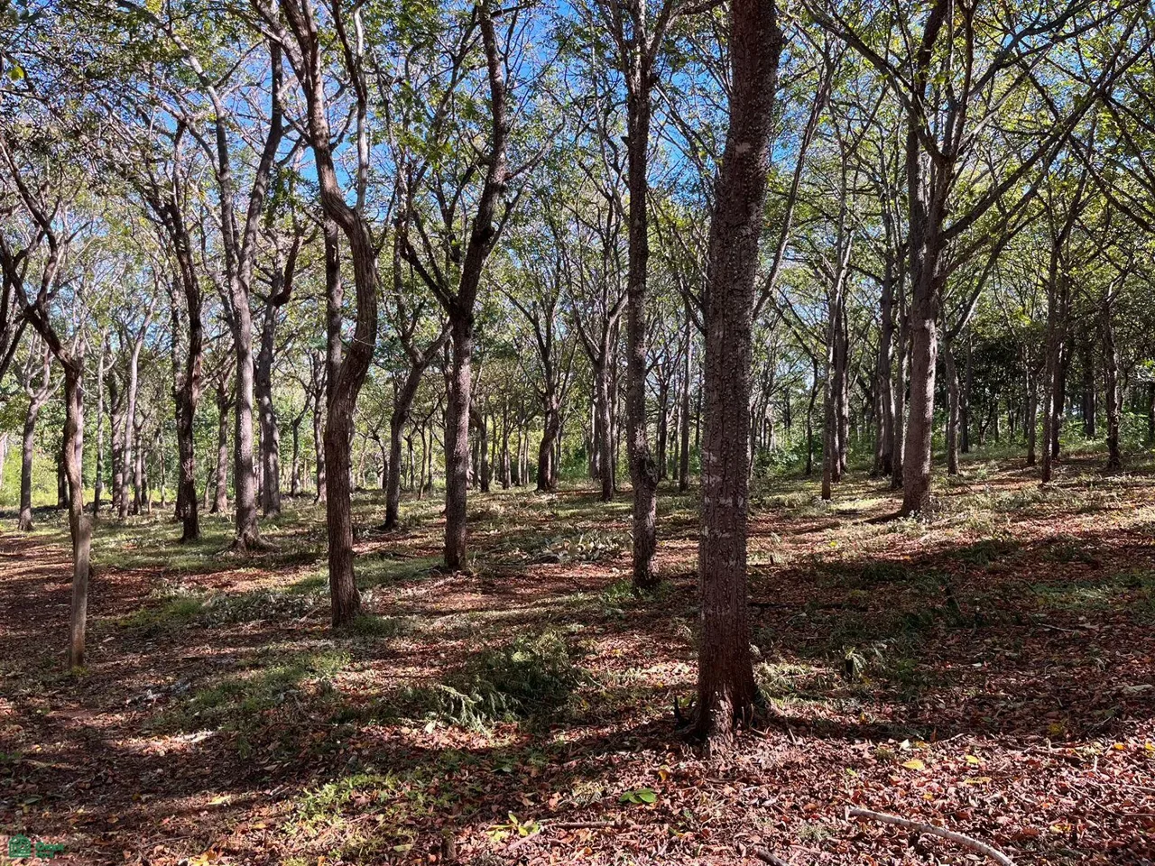 San José de Pinilla, Tamarindo, Guanacaste 50309