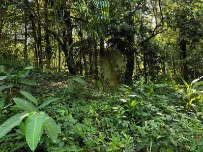TRES RÍOS, DOS HERMOSOS LOTES RÍOS, photo 5
