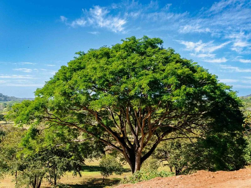 Land For Sale in Tamarindo, photo 2