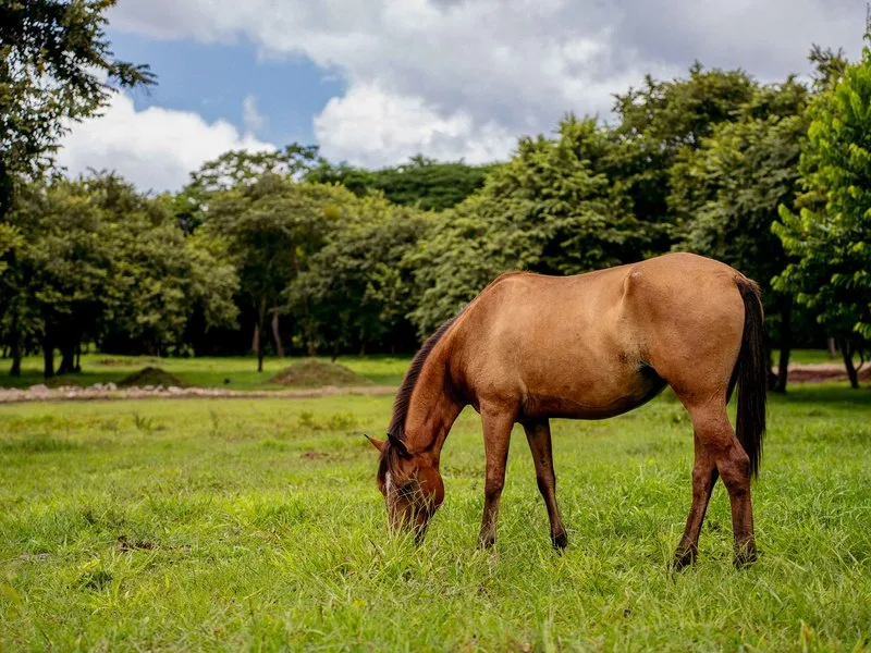 Land For Sale in Tamarindo, photo 5