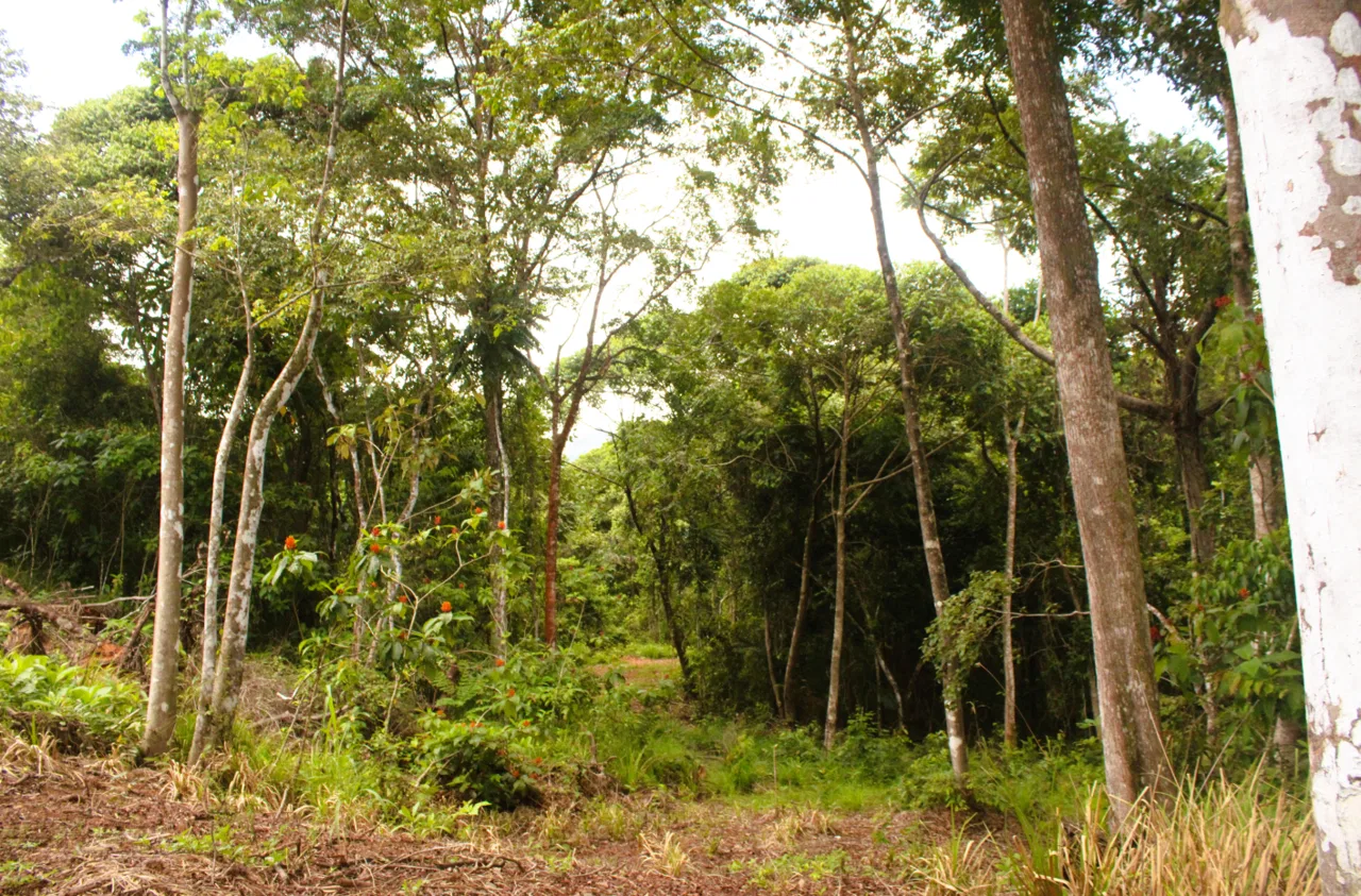 EXCLUSIVE 55-ACRE FARM: A RARE OPPORTUNITY IN CHONTALES, photo 17