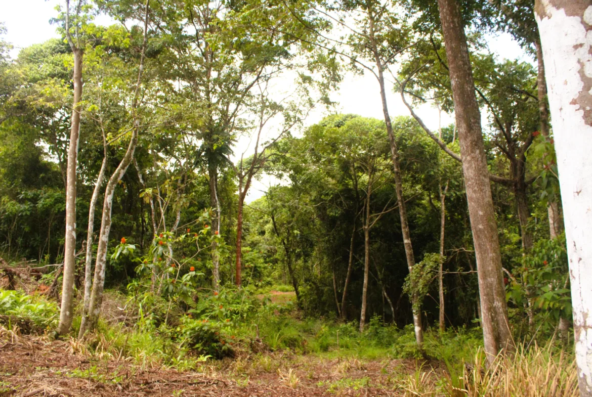 EXCLUSIVE 55-ACRE FARM: A RARE OPPORTUNITY IN CHONTALES, photo 18