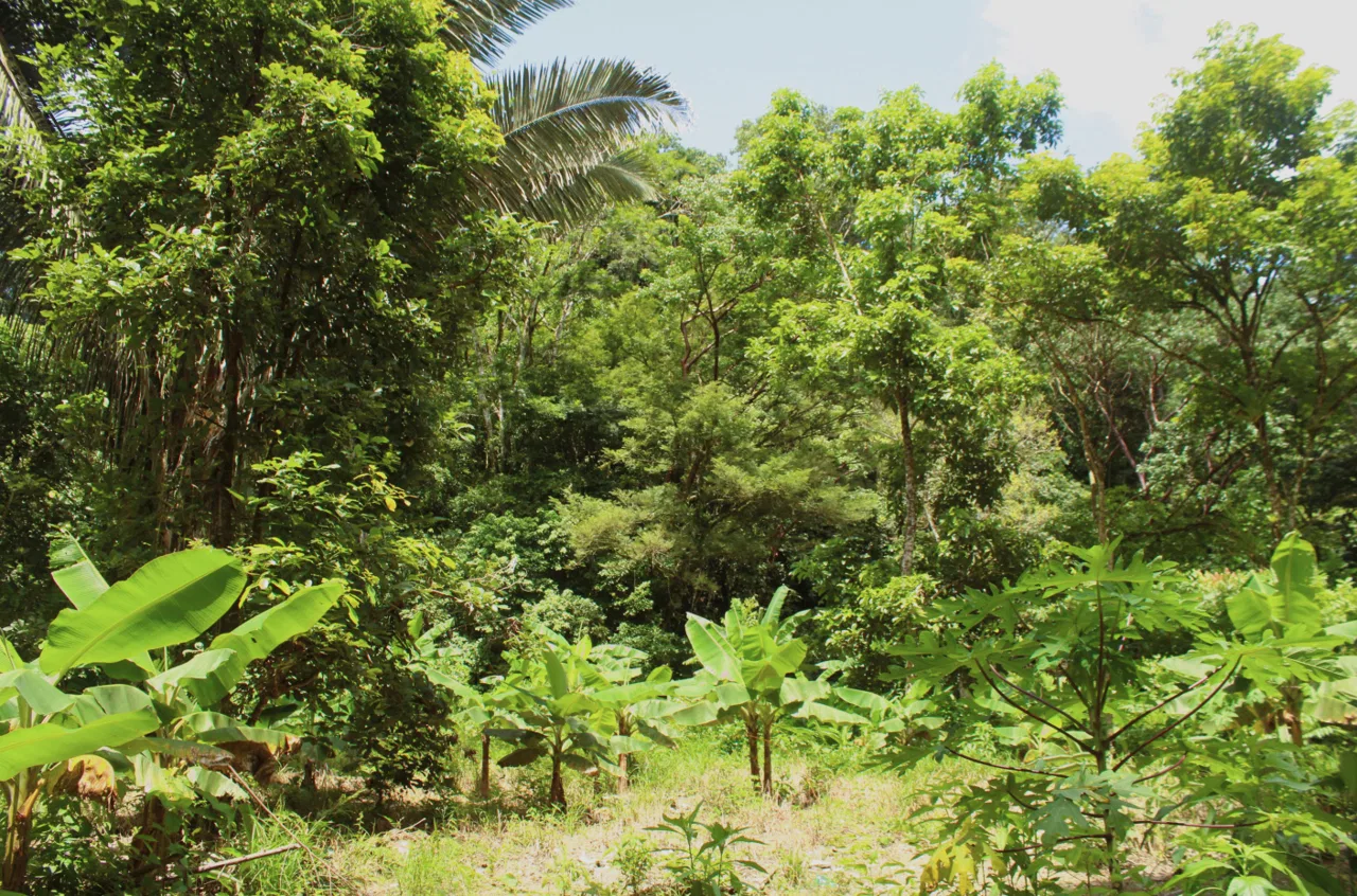 EXCLUSIVE 55-ACRE FARM: A RARE OPPORTUNITY IN CHONTALES, photo 9
