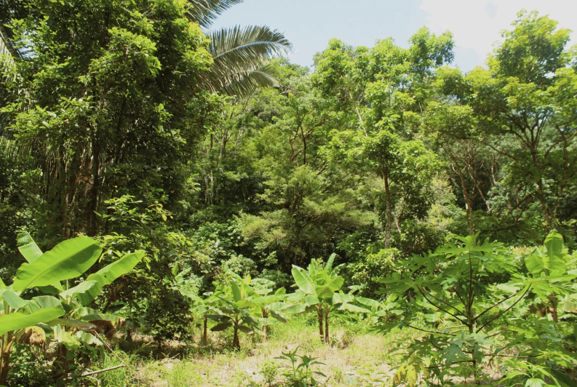 EXCLUSIVE 55-ACRE FARM: A RARE OPPORTUNITY IN CHONTALES, photo 10