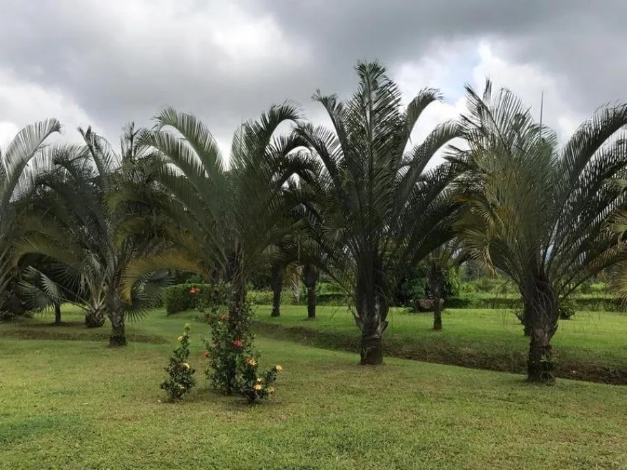 MLS-25-607 LS VENTA LOTE DE 9.800M2 POCOCI GUAPILES - Venta en Pococí