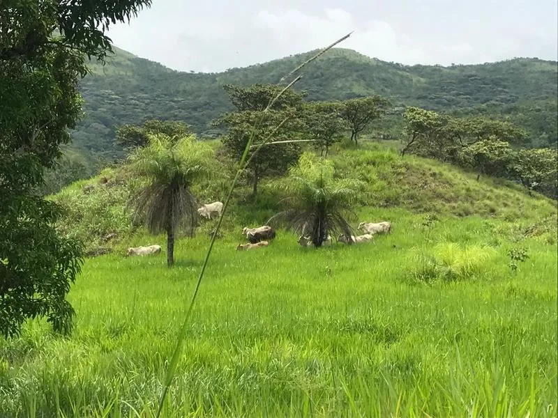 Land For Sale in Turrubares, photo 8