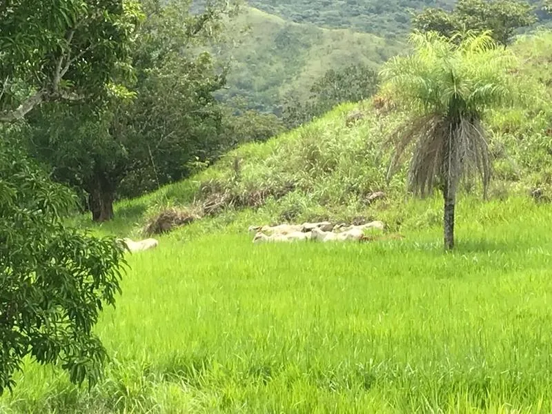 Land For Sale in Turrubares, photo 9
