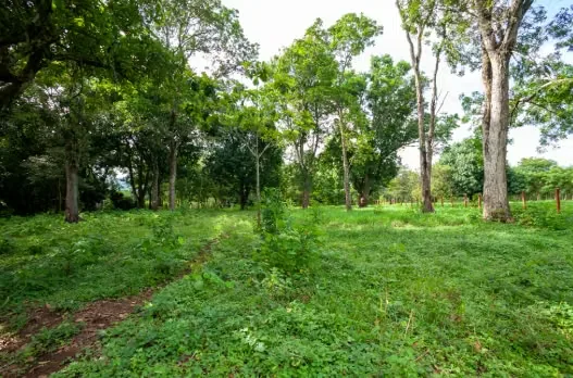 Land for sale in San Pablo de Turrubares, photo 5