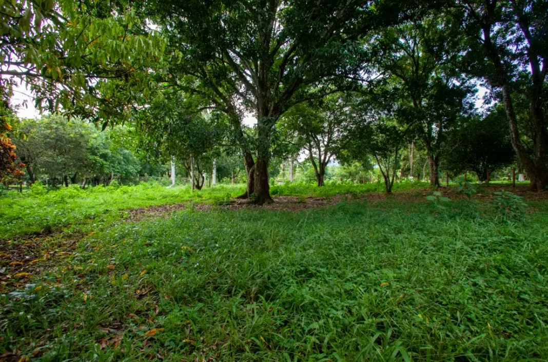 Land for sale in San Pablo de Turrubares, photo 9
