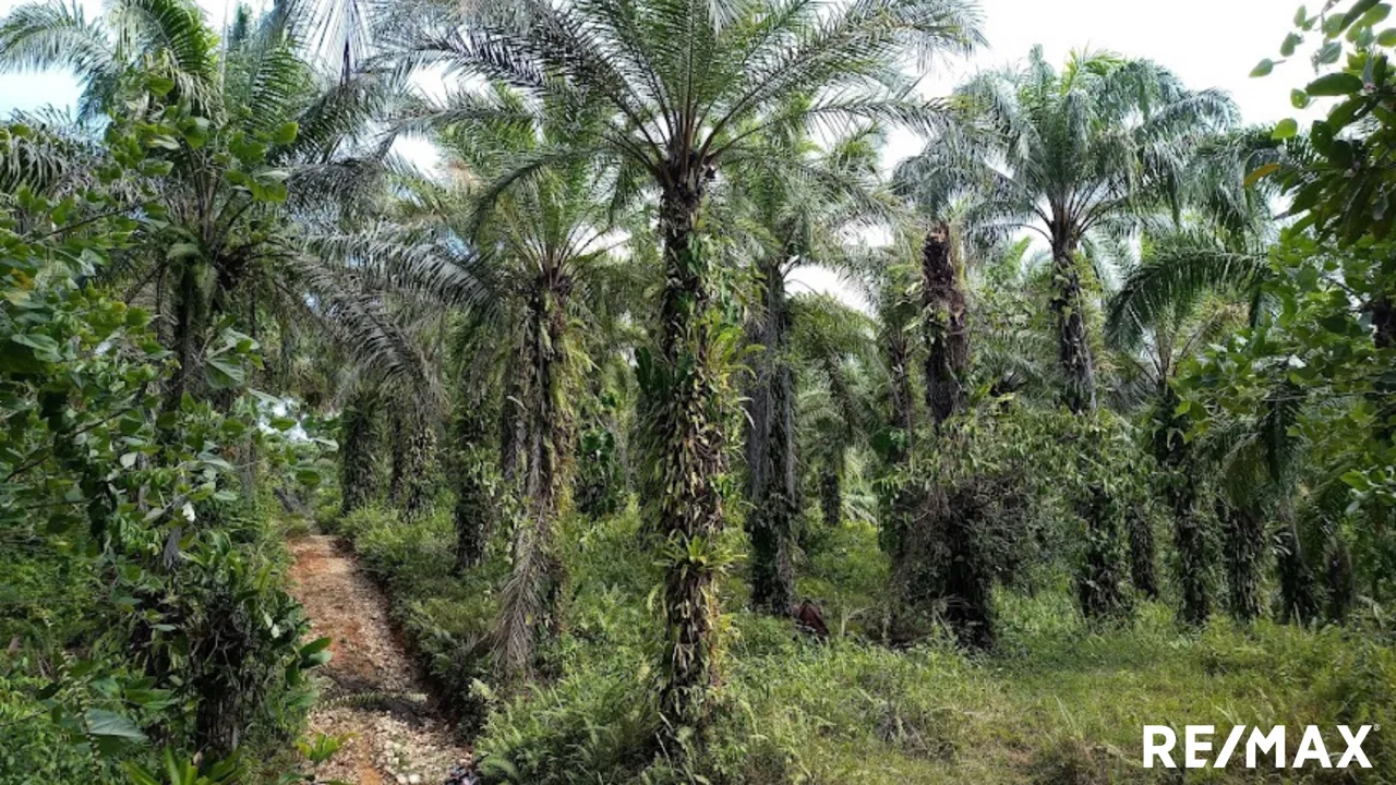 Palm Haven Retreat, photo 3