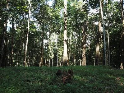 Propiedad ribereña con bosque primario cerca de las playas de Uvita., photo 2