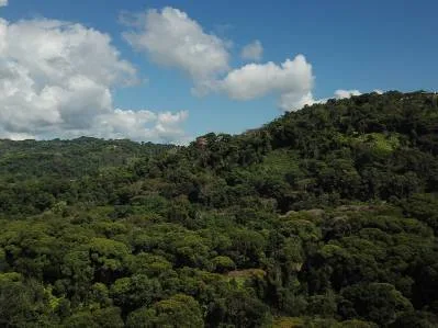 Propiedad ribereña con bosque primario cerca de las playas de Uvita., photo 9