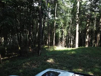 Propiedad ribereña con bosque primario cerca de las playas de Uvita., photo 10
