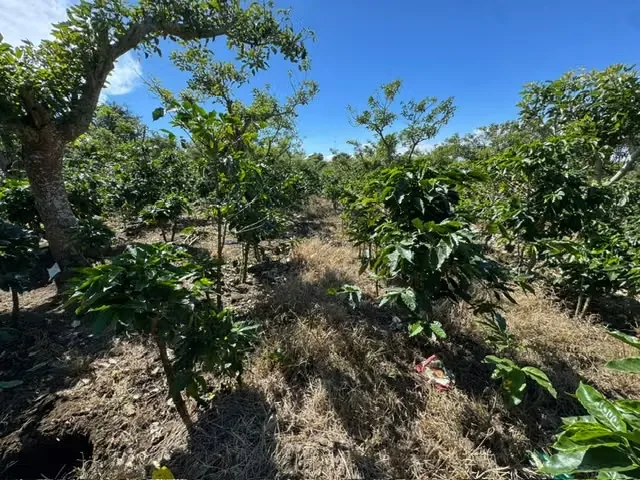 Discover a land with high development potential in one of the areas with the highest projection of the ...