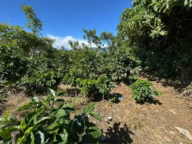 Discover a land with high development potential in one of the areas with the highest projection of the ..., photo 5