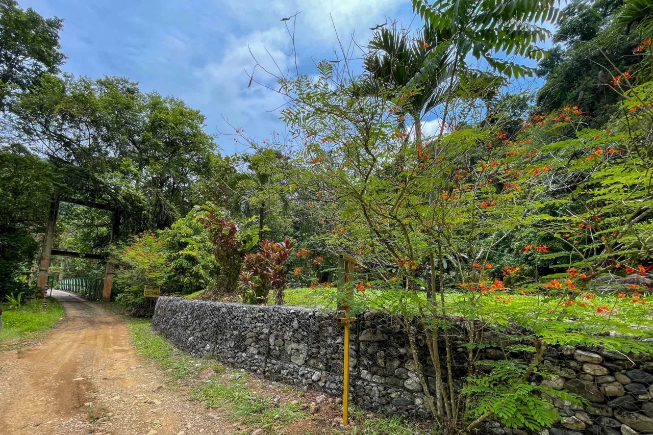 BUILDING FOREST PROPERTY NEAR THE RIVER, IN TRES RÍOS – 1.8 ACRES, photo 11