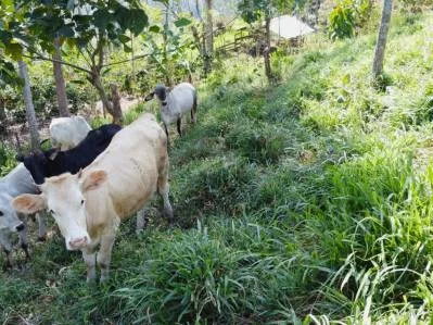 Paraíso Natural en Tirrá de Rivas: Finca de Café con Vistas Impresionantes y Naciente Propia, photo 10