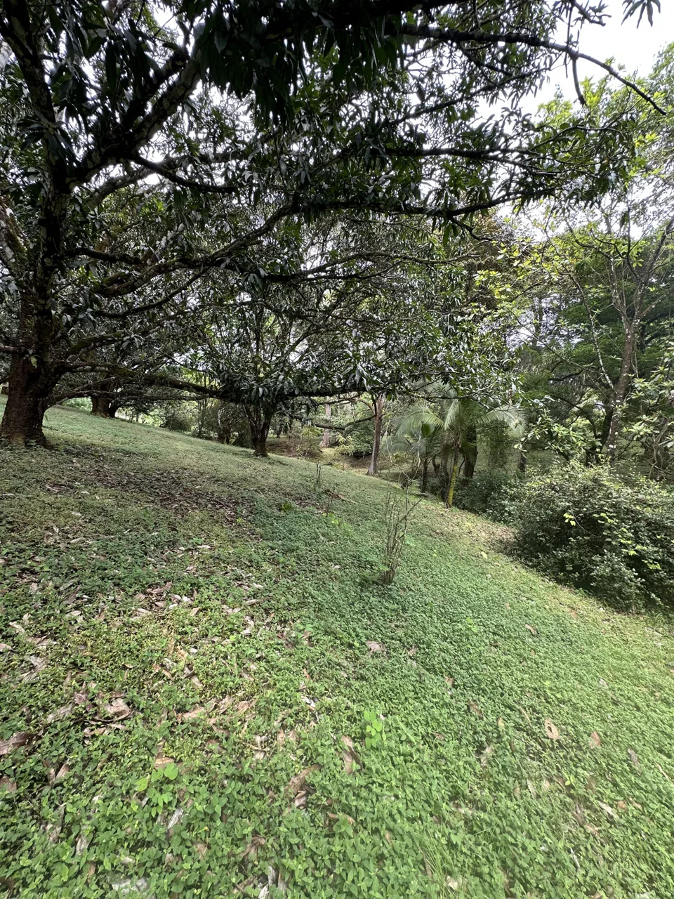 3 Country Estates for Sale in Turrubares, Laguna: Nature, Accessibility, and Investment Potential, photo 11