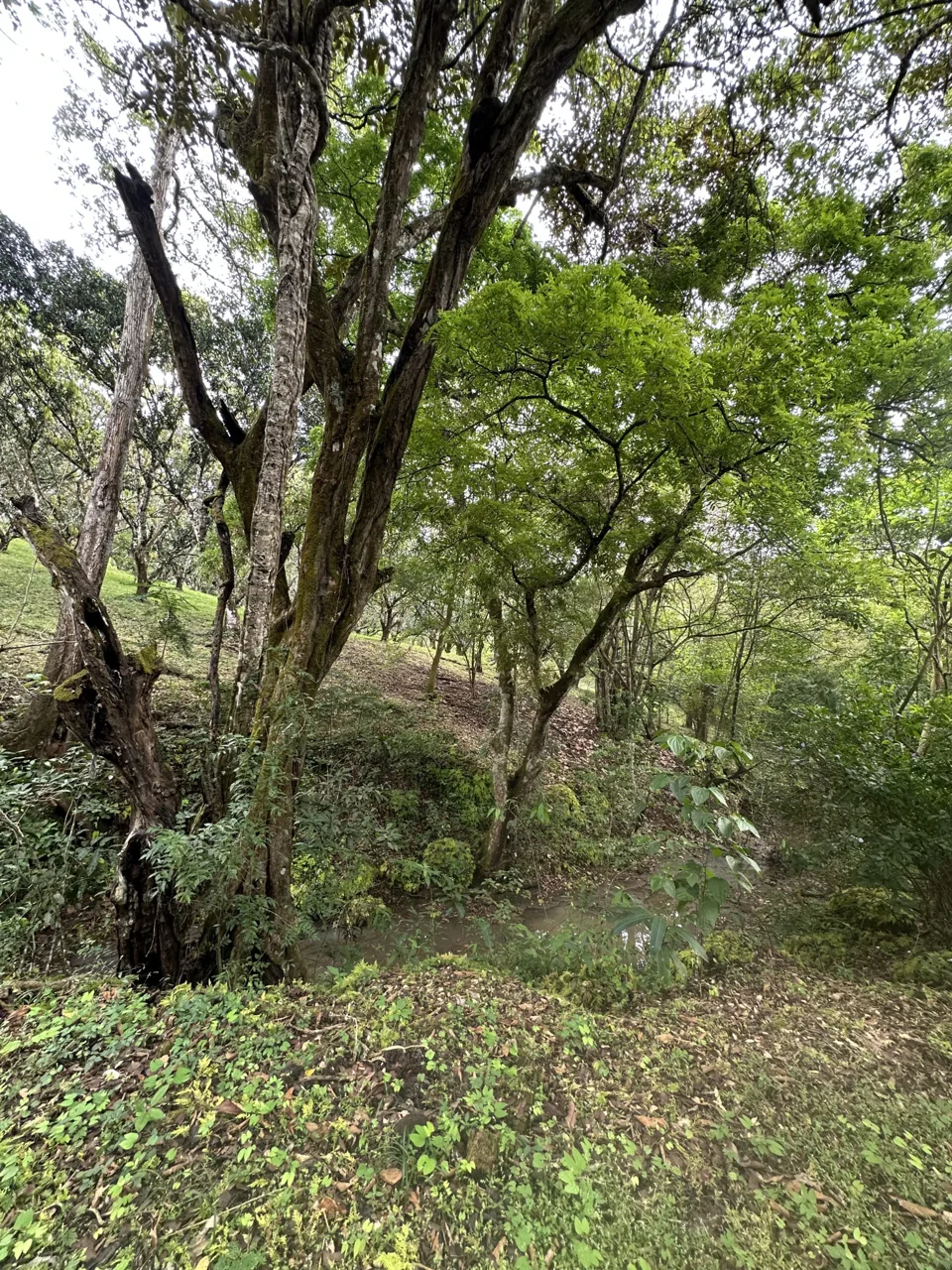 3 Country Estates for Sale in Turrubares, Laguna: Nature, Accessibility, and Investment Potential, photo 12