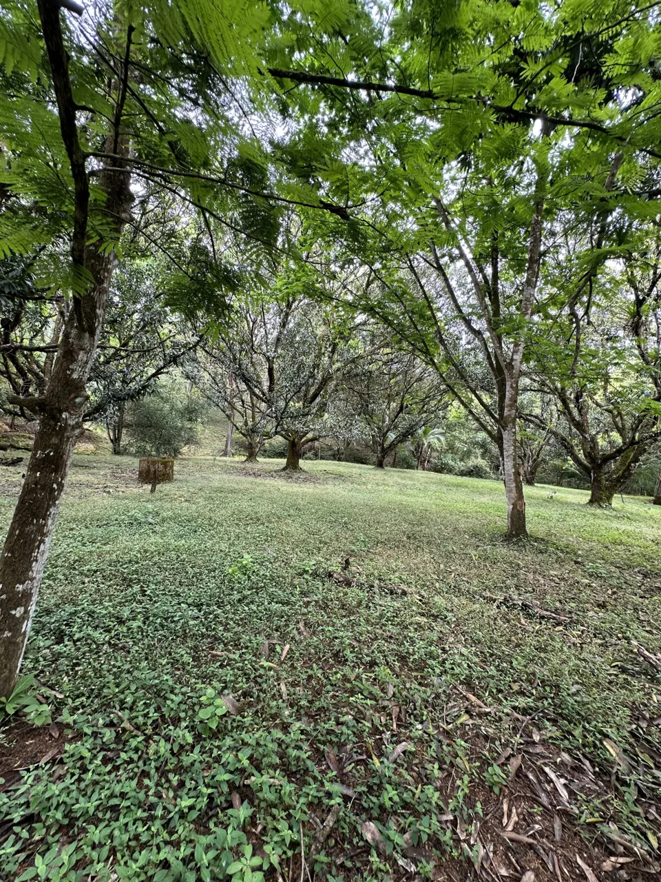 3 Country Estates for Sale in Turrubares, Laguna: Nature, Accessibility, and Investment Potential, photo 6