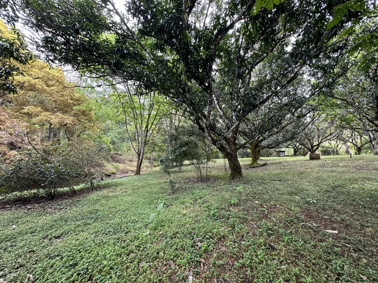 3 Country Estates for Sale in Turrubares, Laguna: Nature, Accessibility, and Investment Potential, photo 8