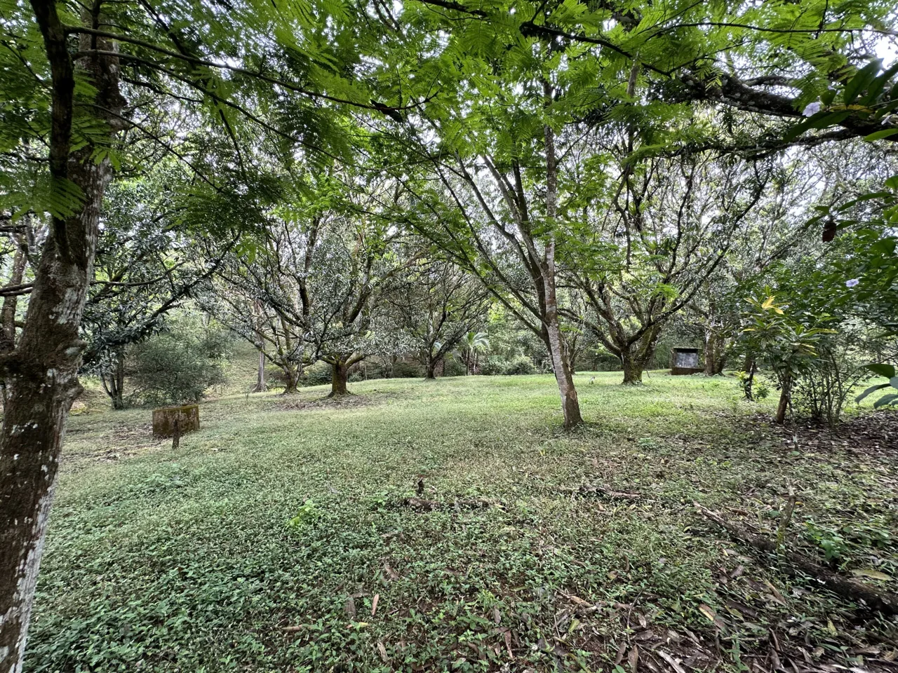 3 Country Estates for Sale in Turrubares, Laguna: Nature, Accessibility, and Investment Potential, photo 9