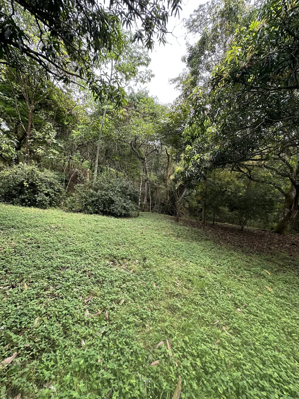3 Country Estates for Sale in Turrubares, Laguna: Nature, Accessibility, and Investment Potential, photo 10