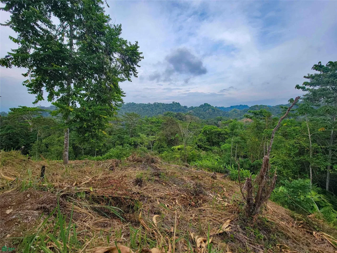 La Hierba, Pavon, Puntarenas 60704