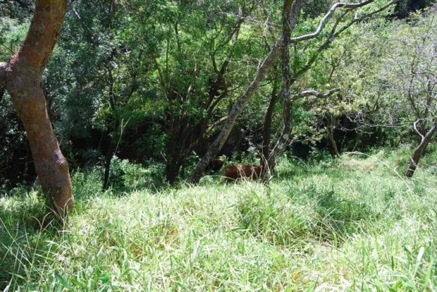 Venta de Finca en Rio Oro Santa Ana San José  - Venta en Santa Ana, photo 11