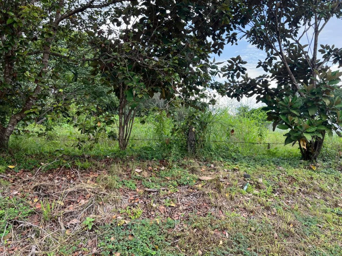 Lote totalmente plano ideal para construir la casa que siempre imaginaste #26-1314 GS - Venta en Turrubares, photo 8