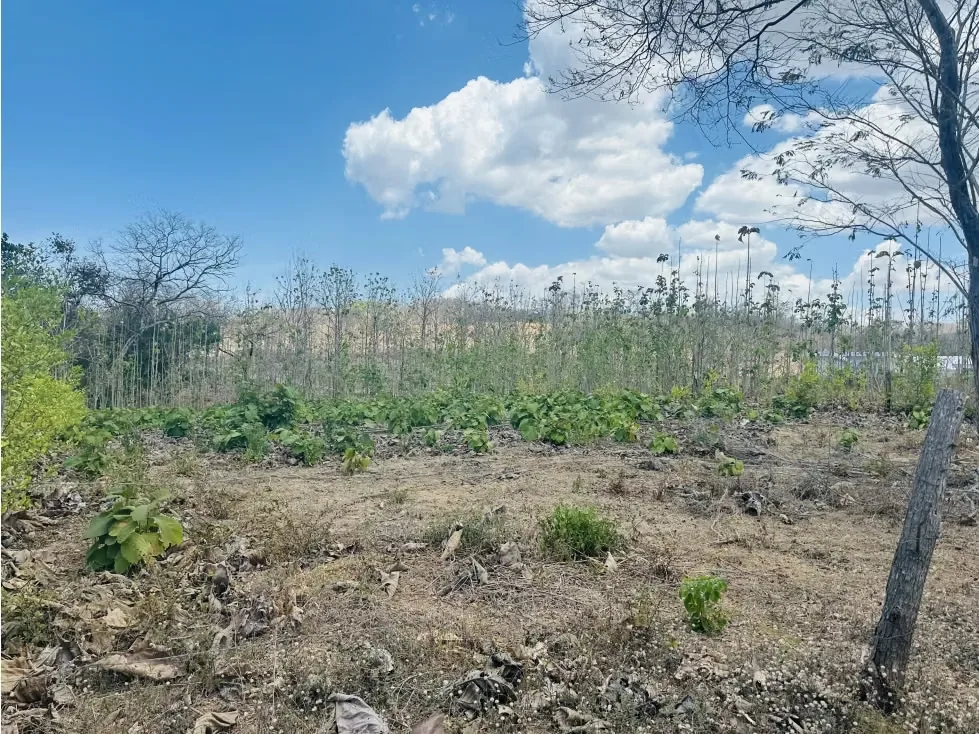 Secure a strategic piece of land in one of Guanacaste's most promising locations. This 1,000 m² (quarter-acre) lot in Pinilla is the perfect canvas for those seeking privacy, ...