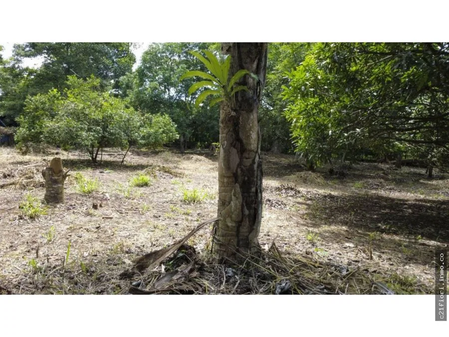 Venta de lotes contiguos en San Mateo de Alajuela, photo 6