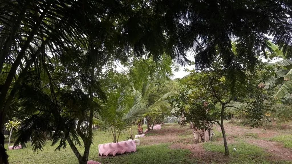 Located 11 kilometers from the entrance to Pueblo Nuevo, MA Advisorias offers you this property with 2 houses at a ..., photo 14