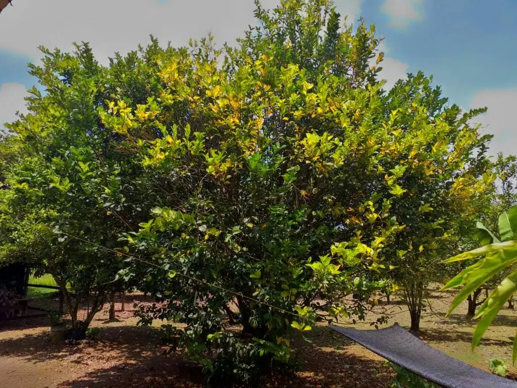 Located 11 kilometers from the entrance to Pueblo Nuevo, MA Advisorias offers you this property with 2 houses at a ..., photo 15